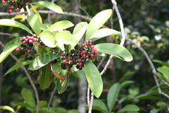 Ardisia solanacea